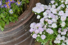 보령솔머랭이농장