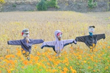 보령솔머랭이농장