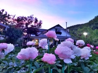 파프리카 펜션 레드