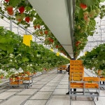 농업회사법인 그린케이팜