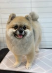 멍그라미