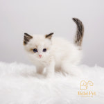 수원고양이전문분양 가토캣슬 광교용인점