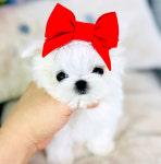 REAL DOGS 강아지분양 일산본점