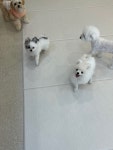 욜로독애견유치원