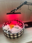 욜로독애견유치원