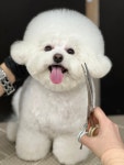 하이멍펫살롱