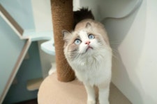 장화신은 고양이 호텔&미용실