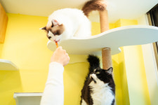 장화신은 고양이 호텔&미용실