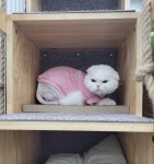 장화신은 고양이 호텔&미용실