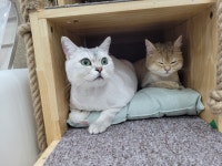 장화신은 고양이 호텔&미용실