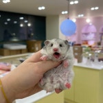 골든햄스터 분양 달빛햄스터리