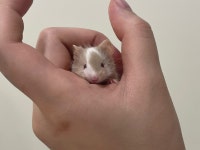 골든햄스터 분양 달빛햄스터리