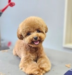 몽말순