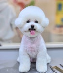 몽말순