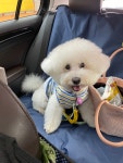 펫택시 페츠런