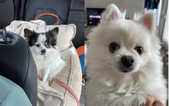 펫택시 페츠런