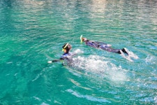 하모돌고래투어