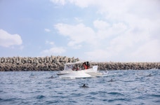 하모돌고래투어