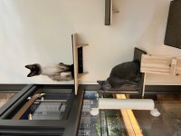 고양이미용&호텔 우아캣