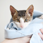 창 너머 고양이