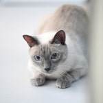 창 너머 고양이