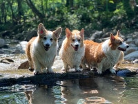 8코기네 애견펜션