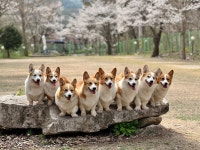 8코기네 애견펜션