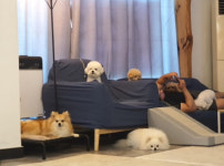 그대애개