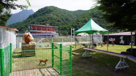 젠틀펫파라다이스