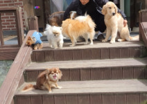 그대애개