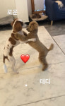그대애개