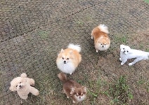 그대애개
