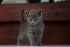 대구고양이분양 도레미캣