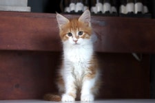 대구고양이분양 도레미캣