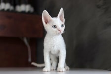 대구고양이분양 도레미캣