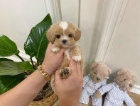 부산강아지분양 하이퍼피