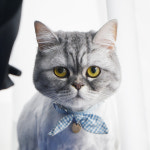 창 너머 고양이