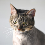 창 너머 고양이