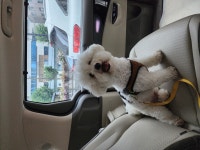 몽이네펫택시