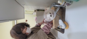 고양이 무마취 미용 냥털도둑
