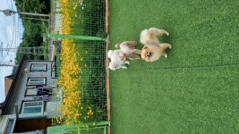 개스토랑인위촌길299