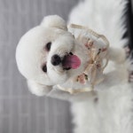 까끌레멍