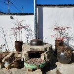 분황채