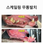 미소동물치과병원