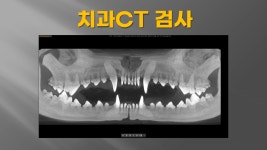 미소동물치과병원