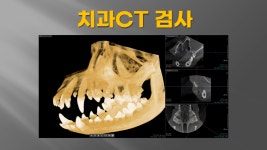 미소동물치과병원