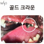 미소동물치과병원