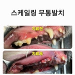 미소동물치과병원