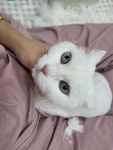 제선현고양이미용실