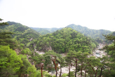 금강송민박